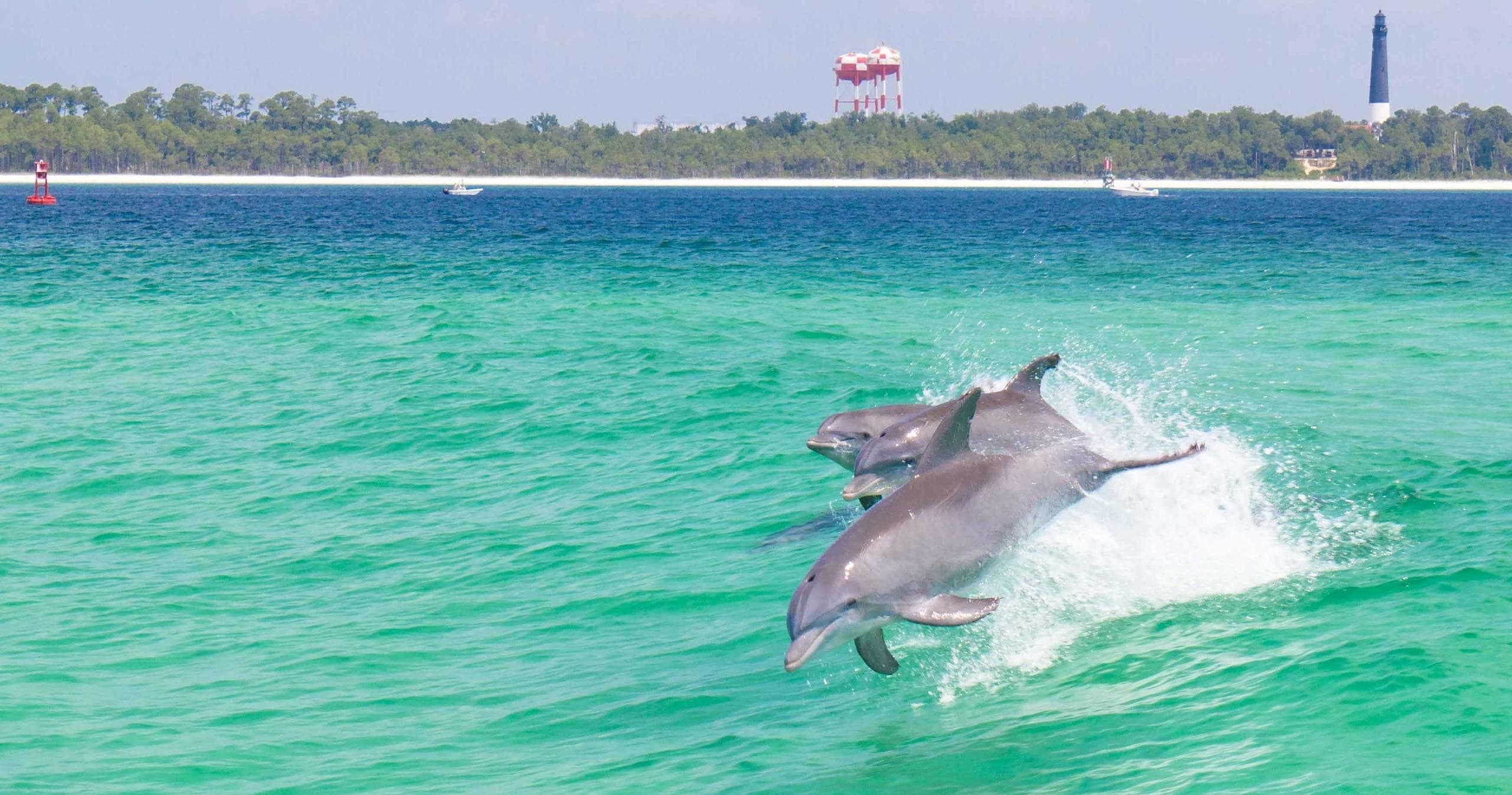 Dolphin Watching with Chase-N-Fins in Pensacola Beach