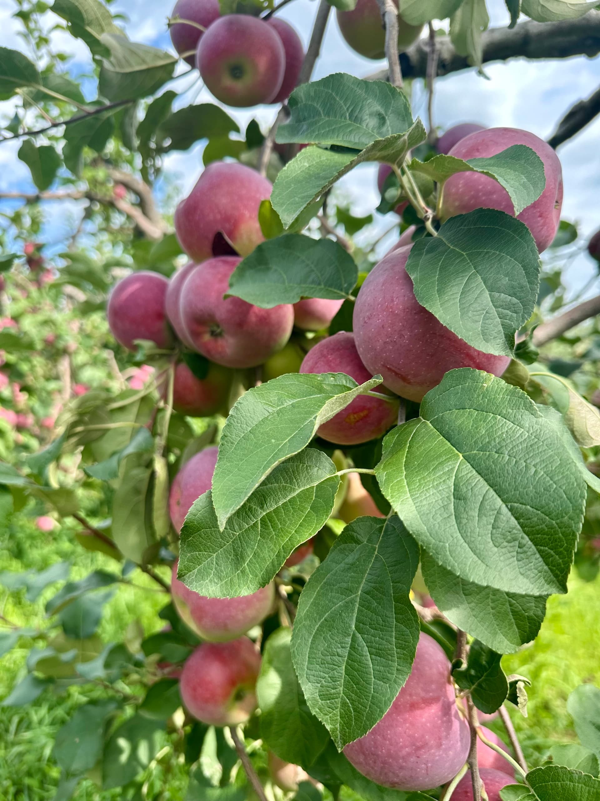 Discover Minnesota’s Orchard Tour: An Authentic Apple-Picking Adventure in Webster