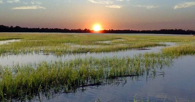 Gullah Heritage Trail Tours fleet