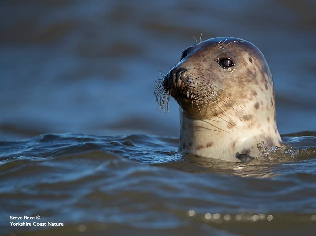 Selwicks Bay Seal Adventure: Close-Up Seal Safaris from Flamborough Head