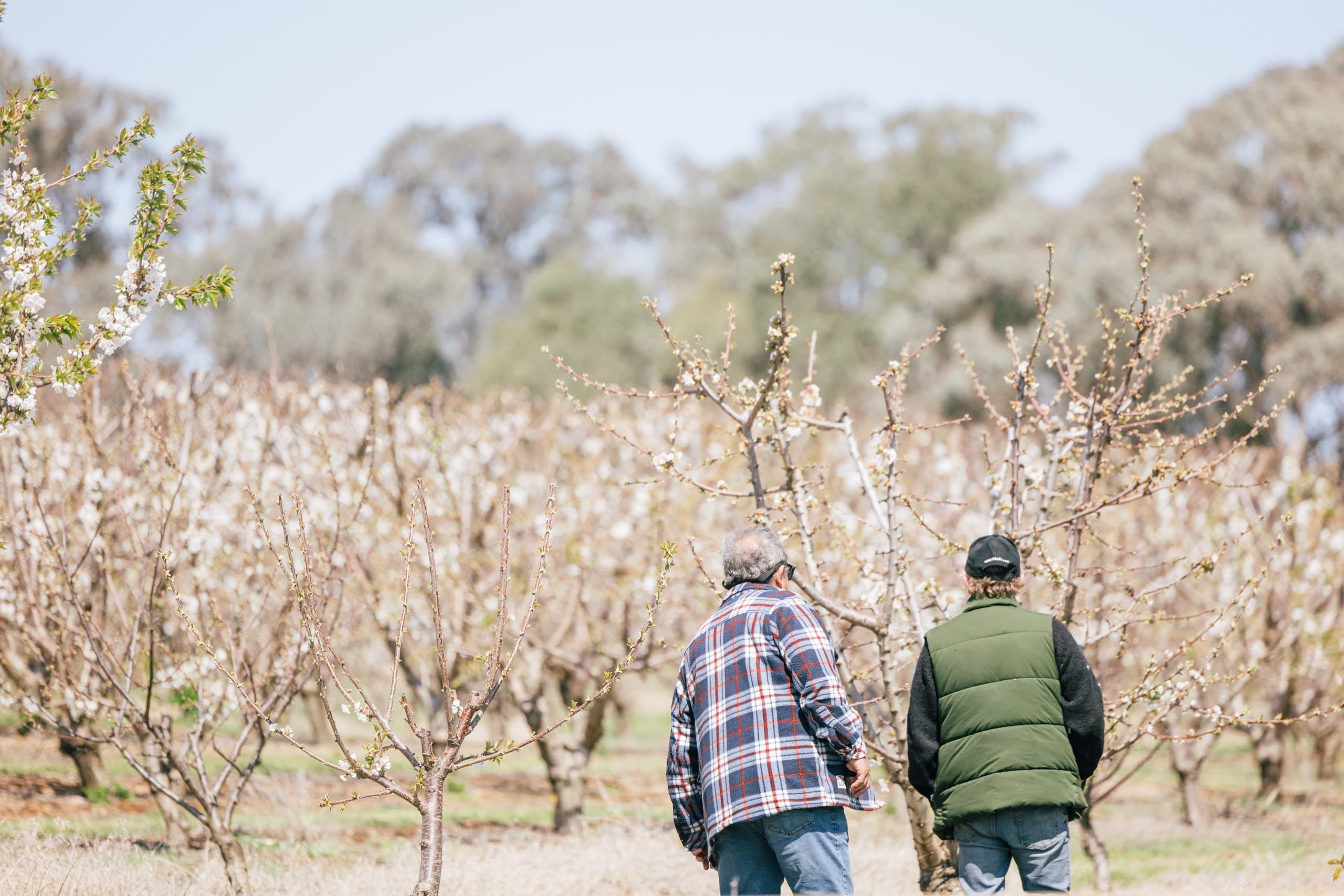 Two orchard workers walking through fruit trees in spring orchard