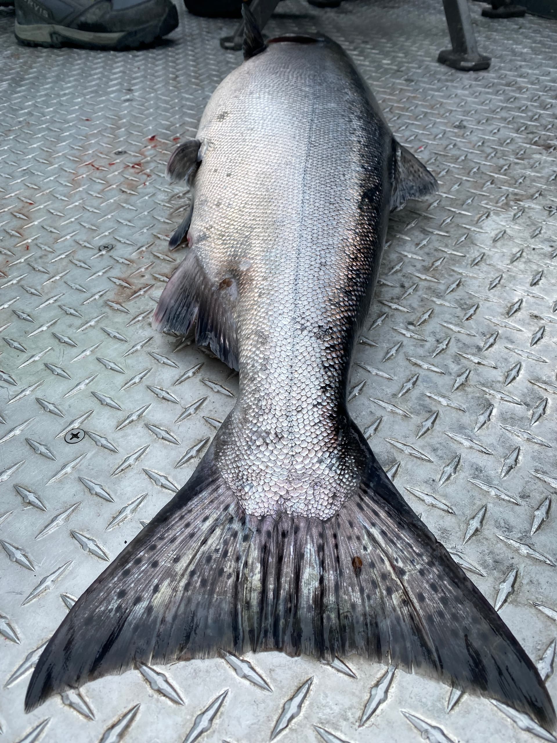 Kasilof King Sockeye Combo with Drifters Inn Guide Service