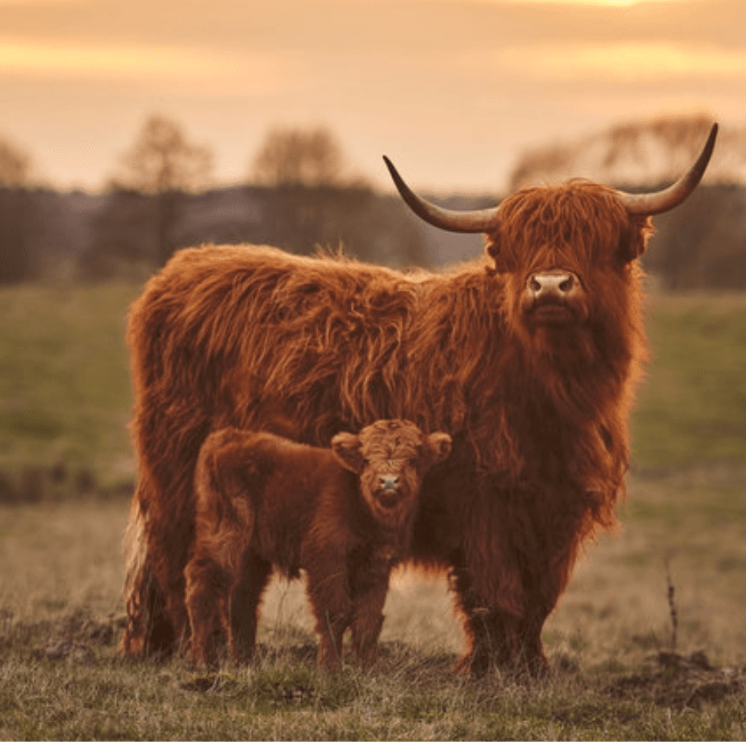 Get Up Close with Highland Cows: An Unforgettable Farm Experience in Shropshire