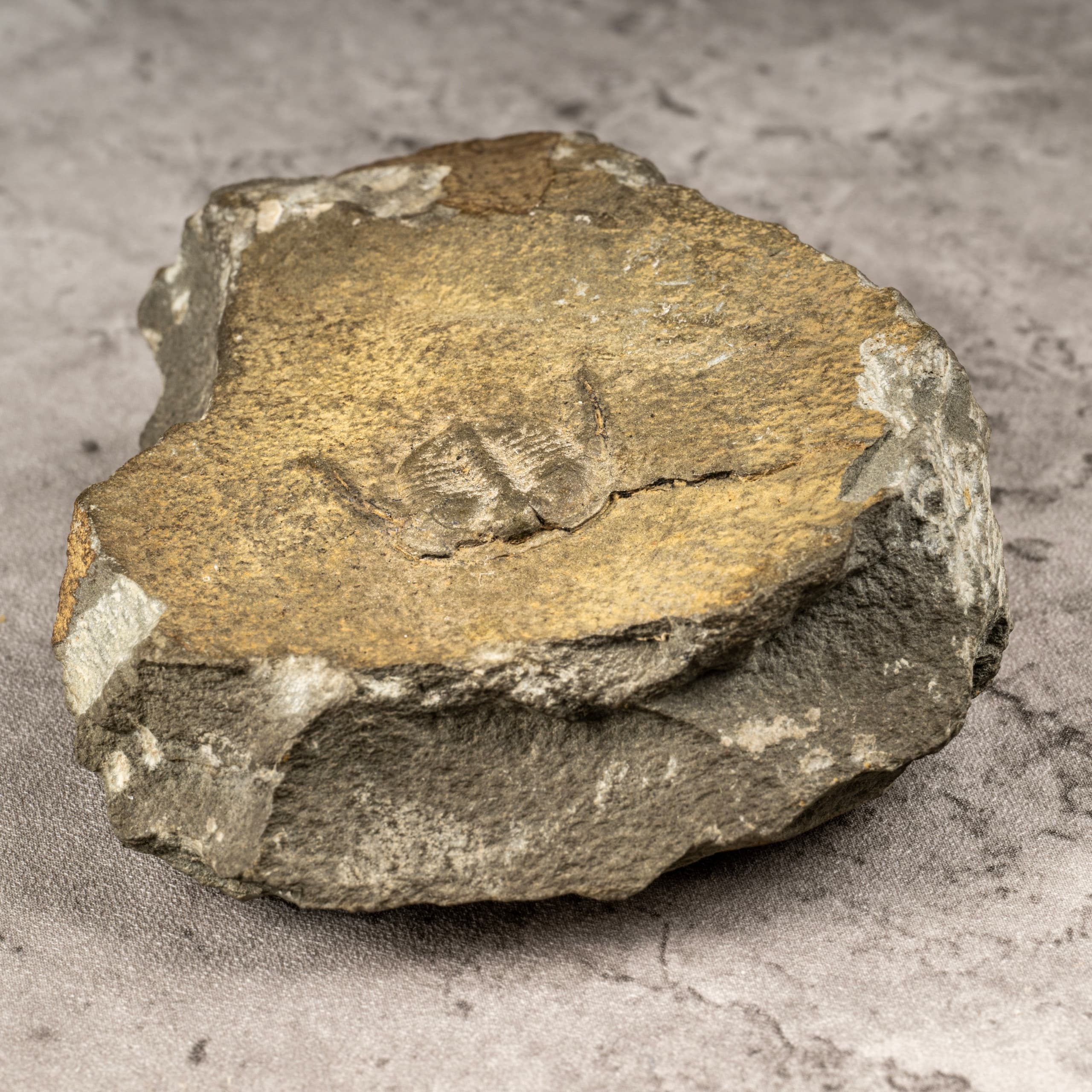 Handle Jurassic Fossils in Broadway: Fossil Workshop with Olly Peacop photo 3