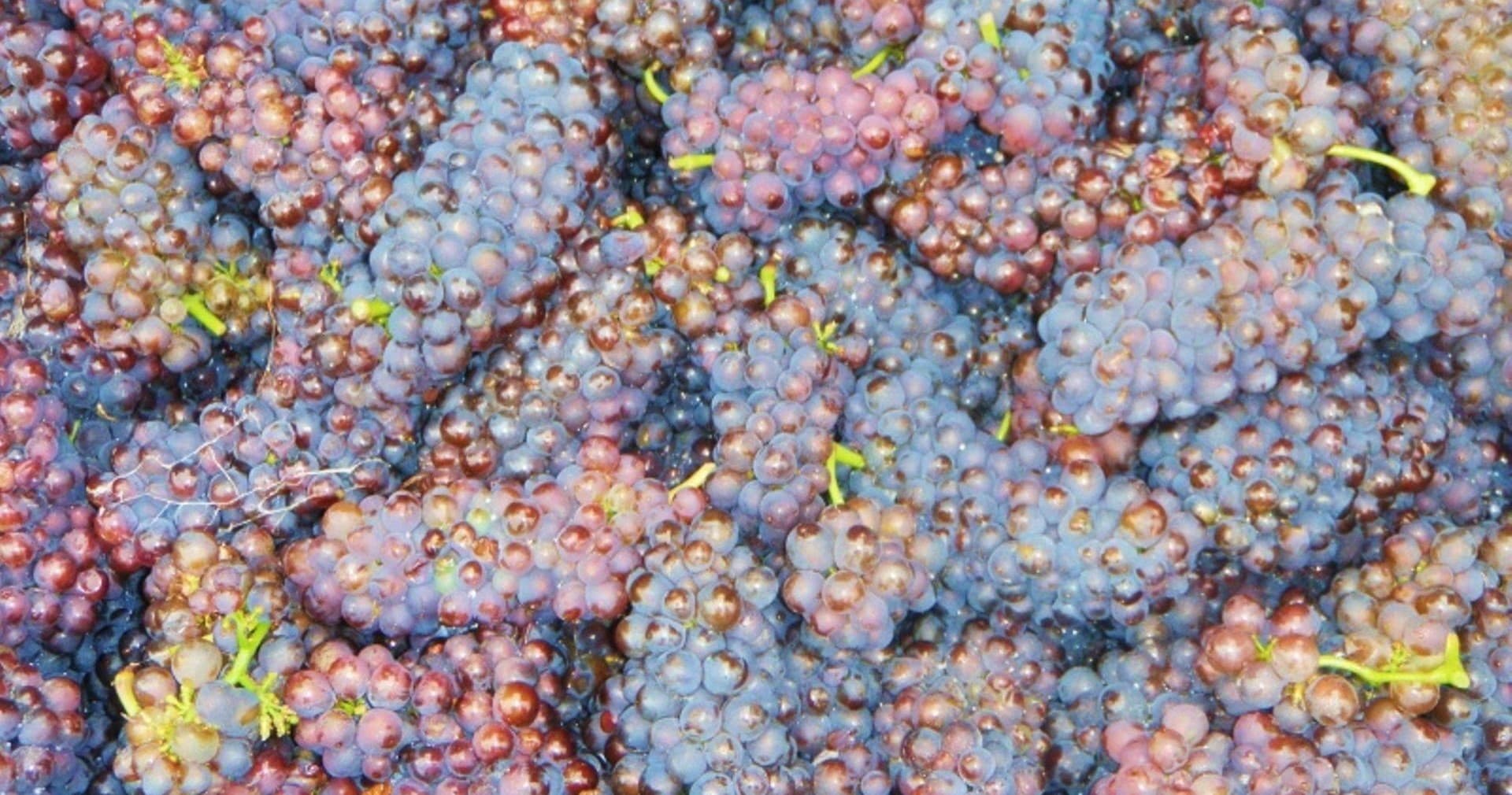 Close-up of ripe grape clusters during Tamar Valley harvest