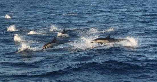 Dolphins leaping and surfacing in open ocean, playful pod sighting