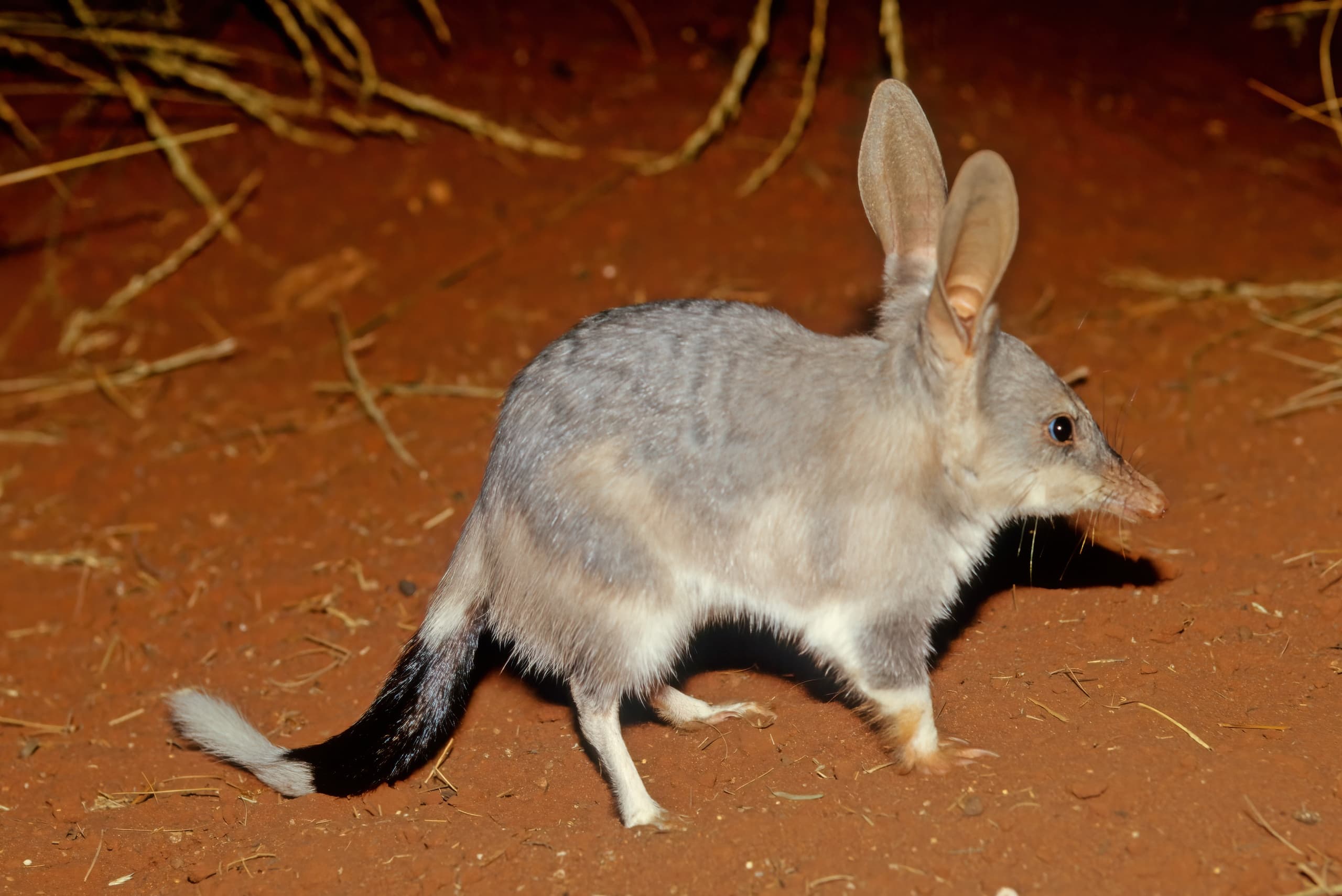 Wildlife & Night Tours at Quokka Tours in Perth