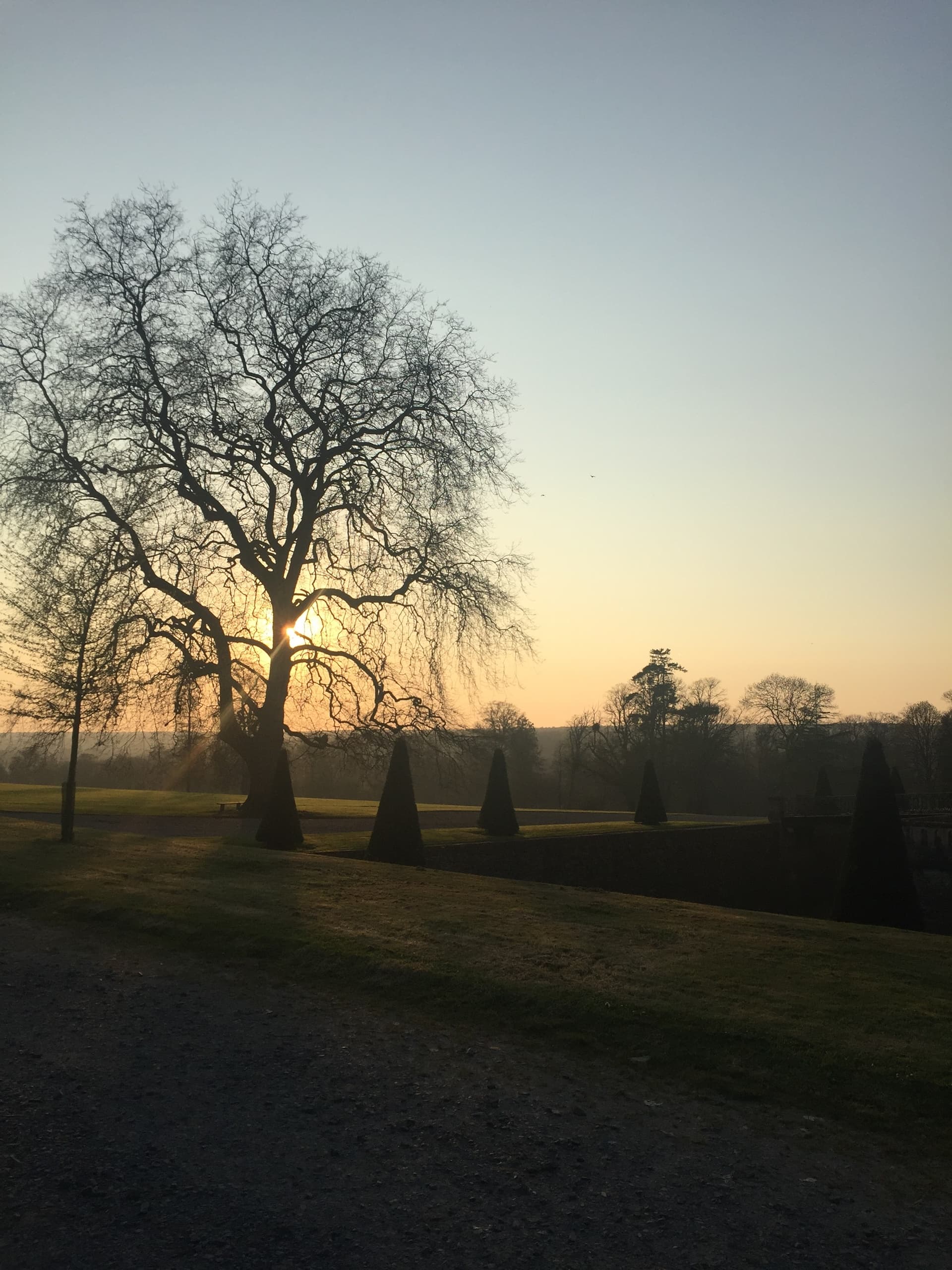 Sunset view of bare tree silhouette over château parkland