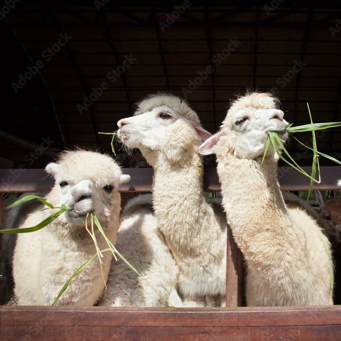 Breakfast & Alpaca Walk in Sumpfohren: Barn Café Morning near Hüfingen photo 1