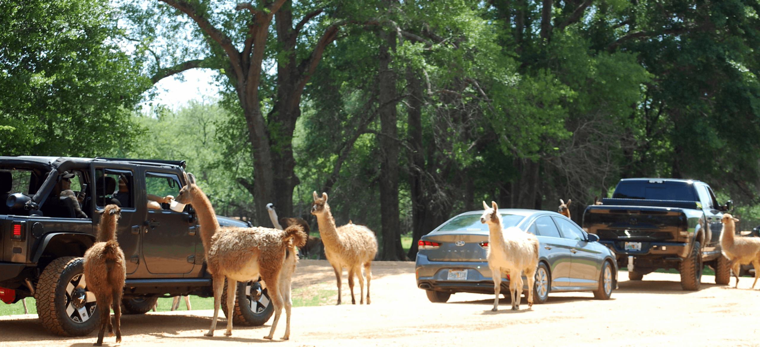 Drive-Thru Wildlife Adventure at Atlanta Safari Park