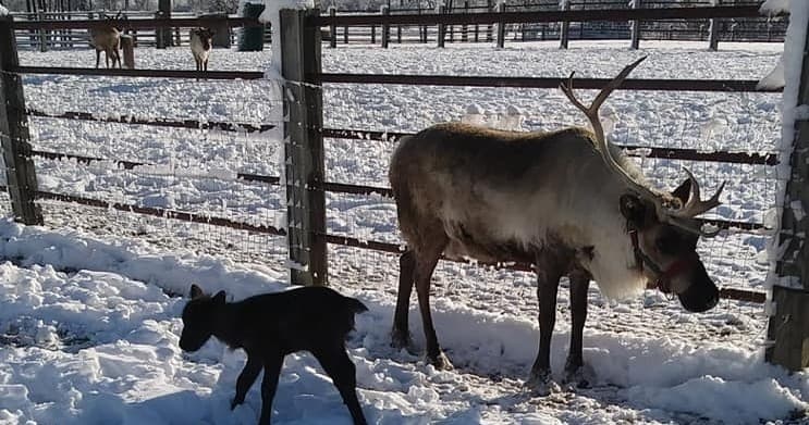 Meet Santa's Reindeer at Jingles All The Way Reindeer Farm in Auburn, Indiana