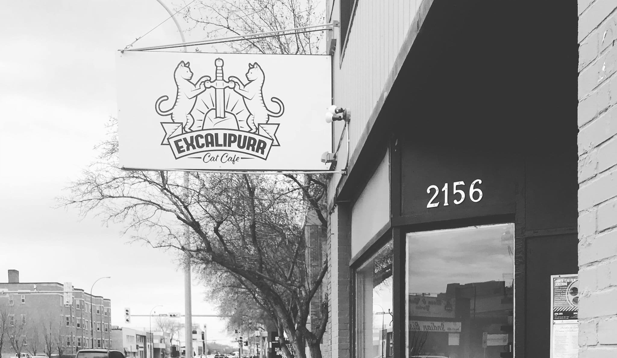 Unique Café Visit in Regina with Excalipurr Cat Café