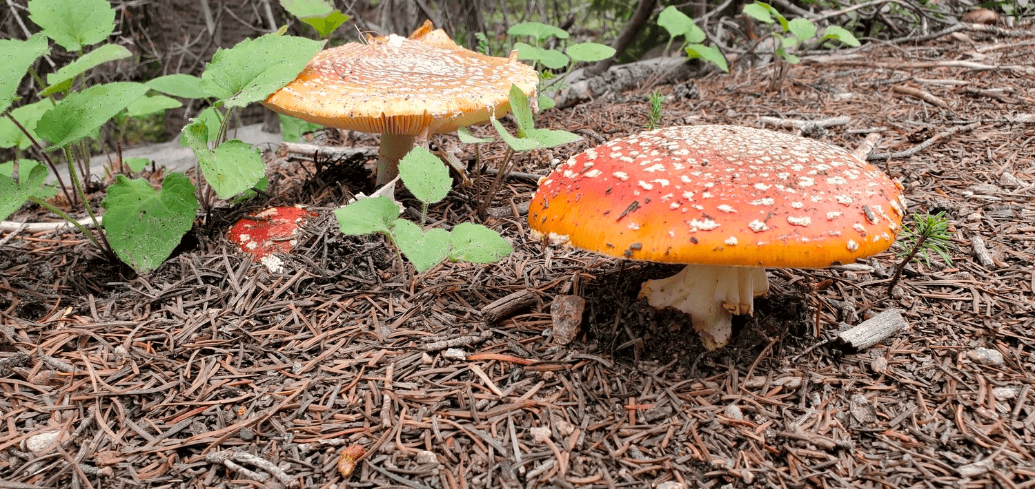 Explore Breckenridge’s Scenic Trails on a Guided Local Hike