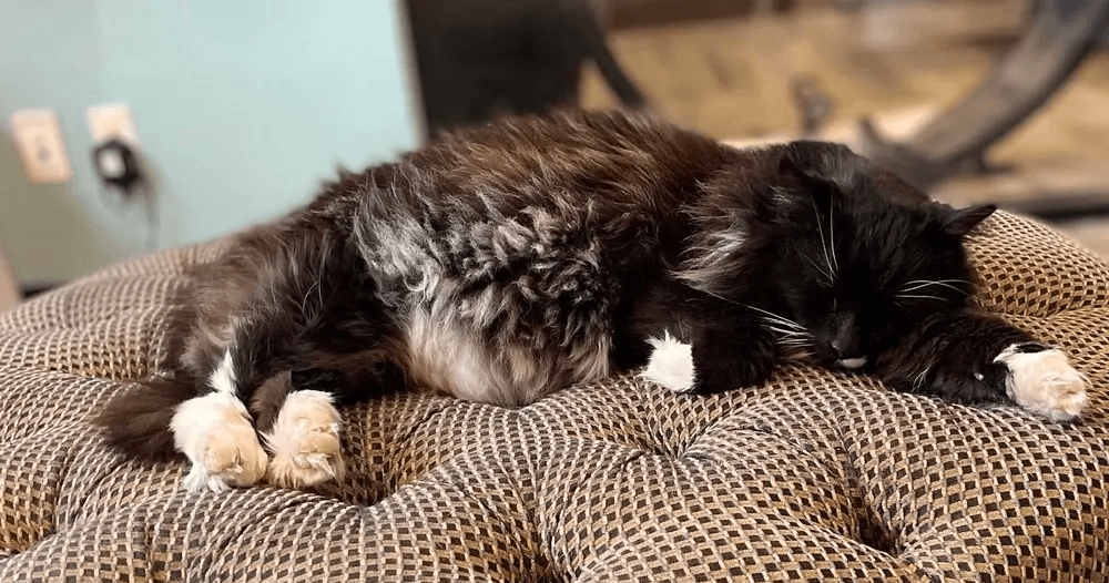 PHX Cat Cafe North: 1-Hour Cat Lounge — Adoptable Cats & Cozy Cuddles photo 3