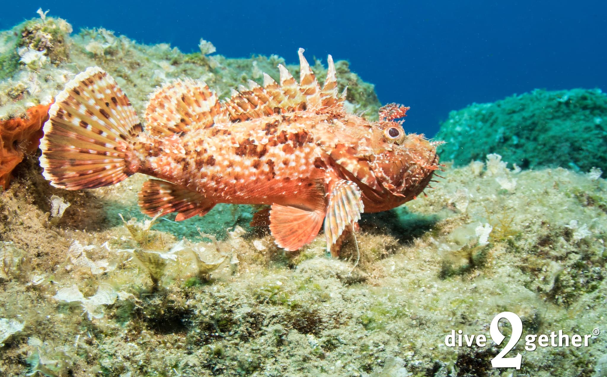 Dive with a Marine Biologist: AWARE Fish ID in Plakias, Crete photo 1