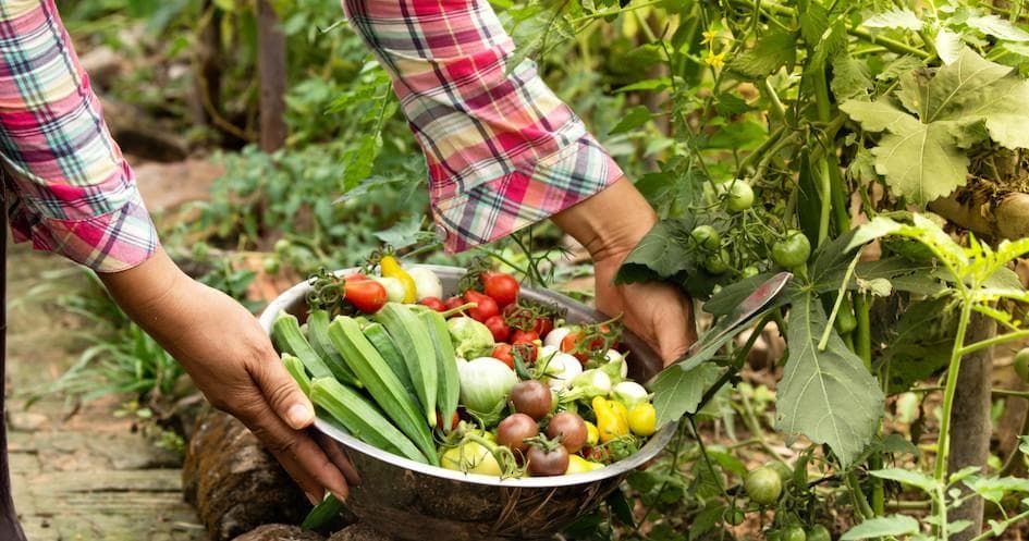 Organic Farm Experience | Farm in Sintra | 
