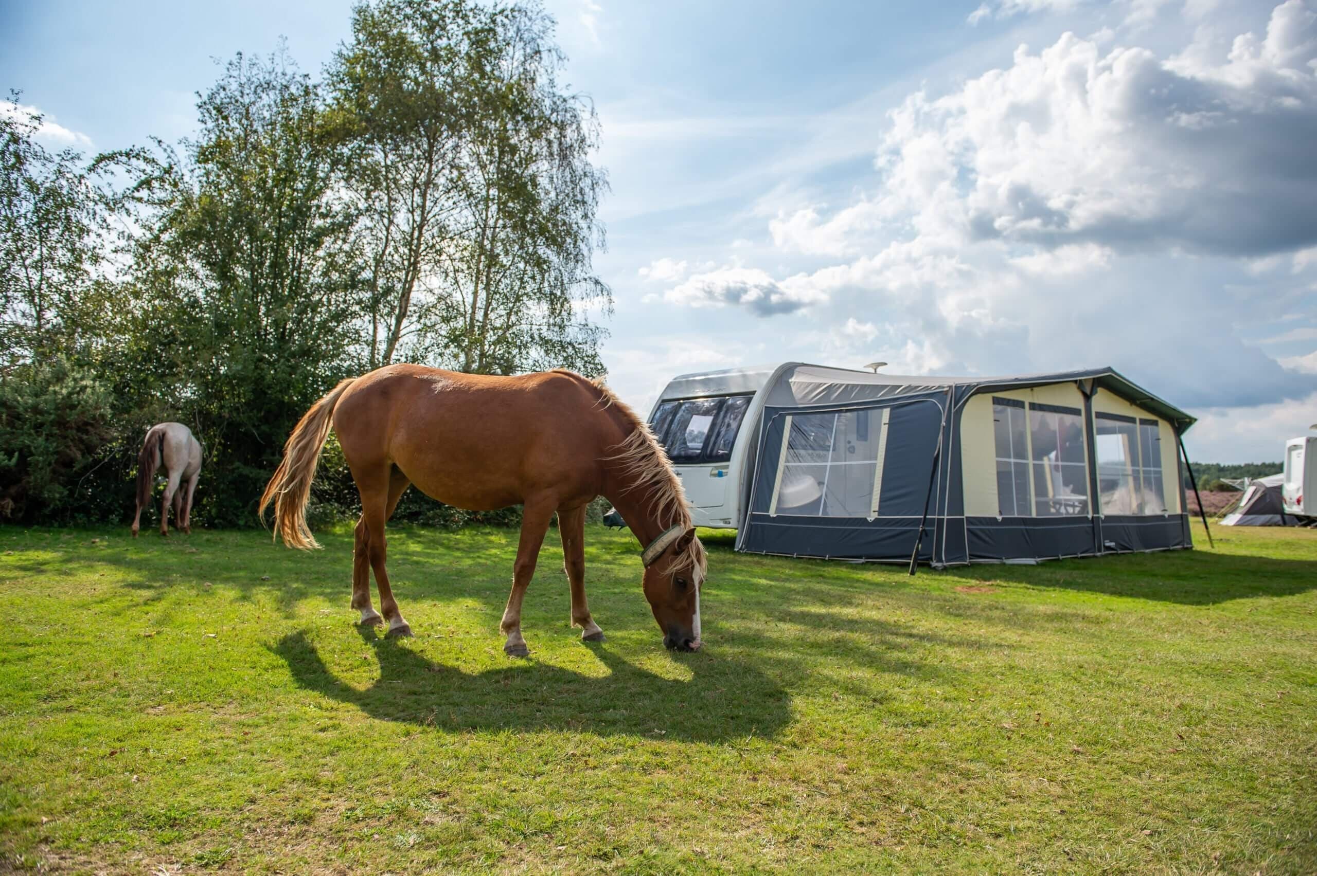 Forest Awakening: Summer Walks Through England's New Forest