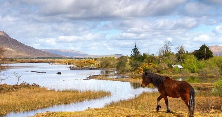 Hiking Journeys with Hilltoptreks on Ireland's Dingle Way