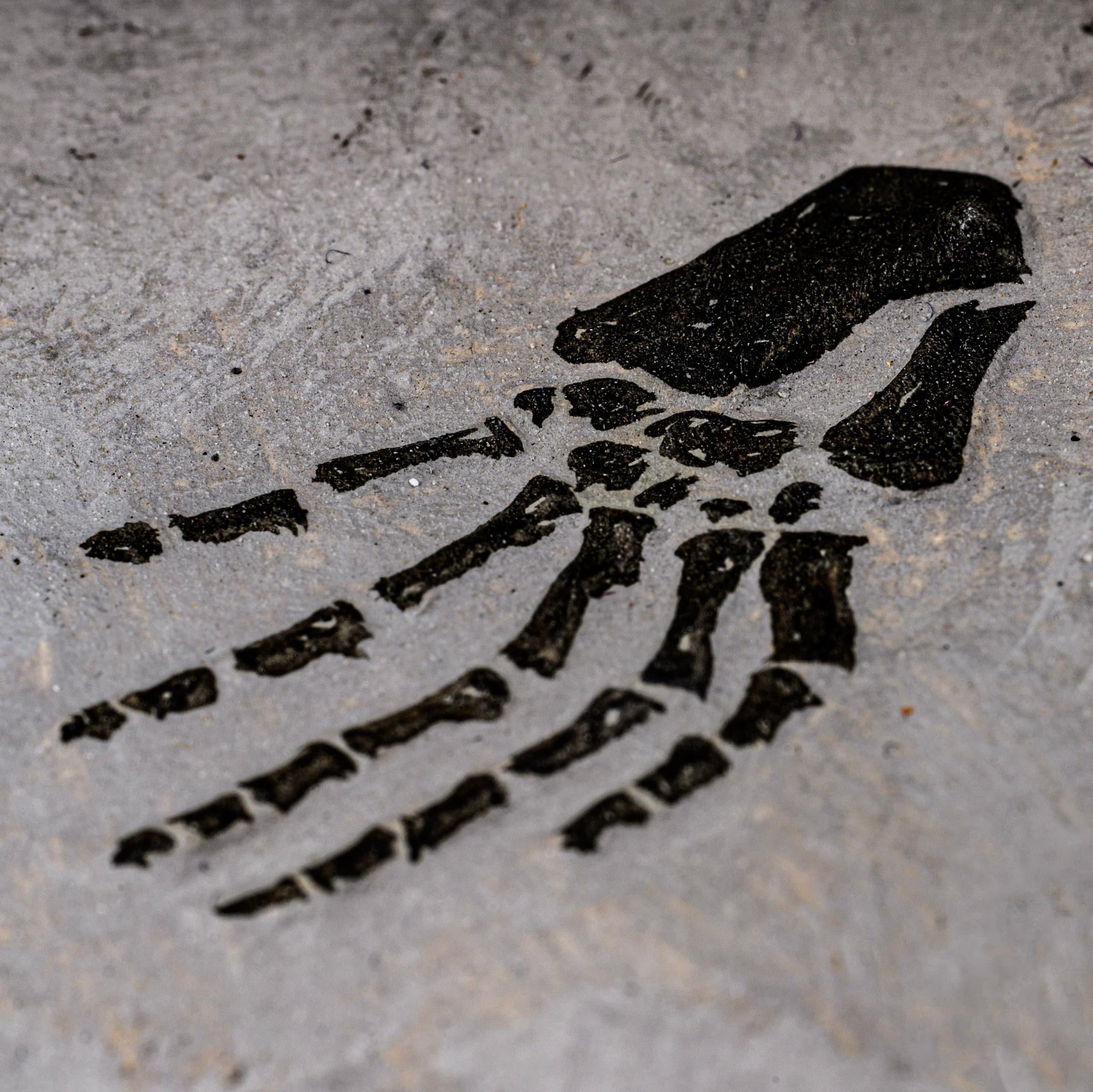 Hands-On Jurassic Fossils: Fossil Talk with Olly in Broadway, Cotswolds photo 1