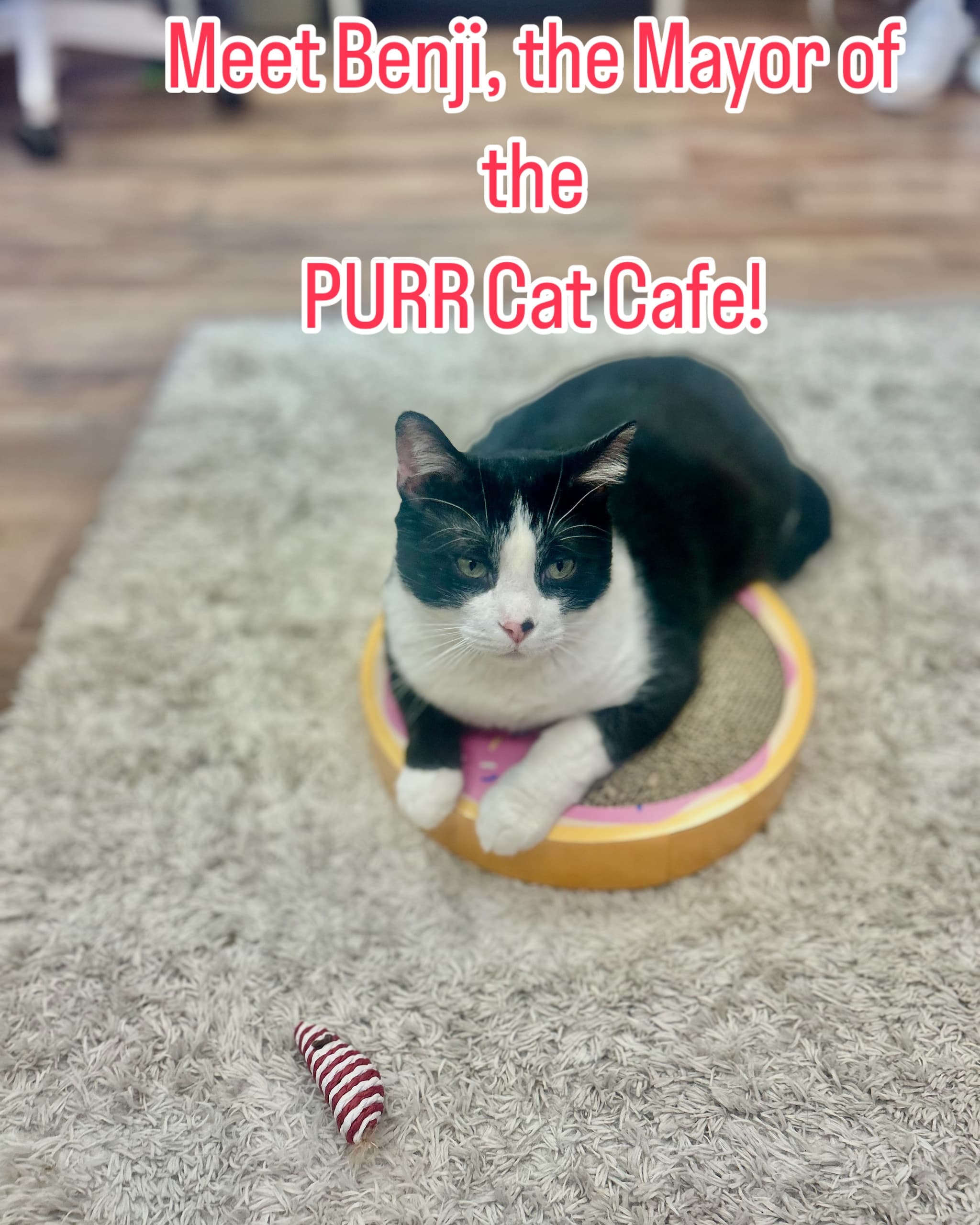 Purr Cat Café — Adoptable Cats, Coffee & Free Wi‑Fi in Bridesburg, Philadelphia photo 4