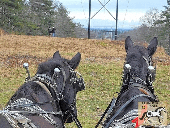 Ranch riders on horseback cantering along wooded trail in summer