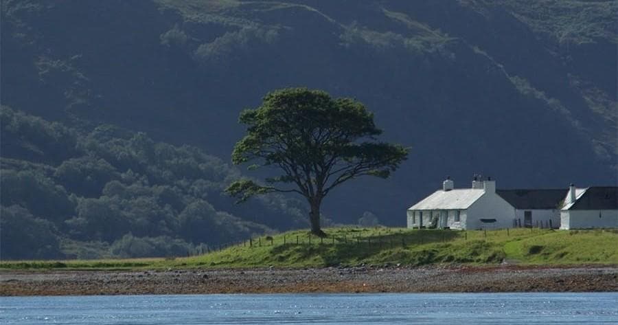 Coastal cottage and lone tree on serene shoreline