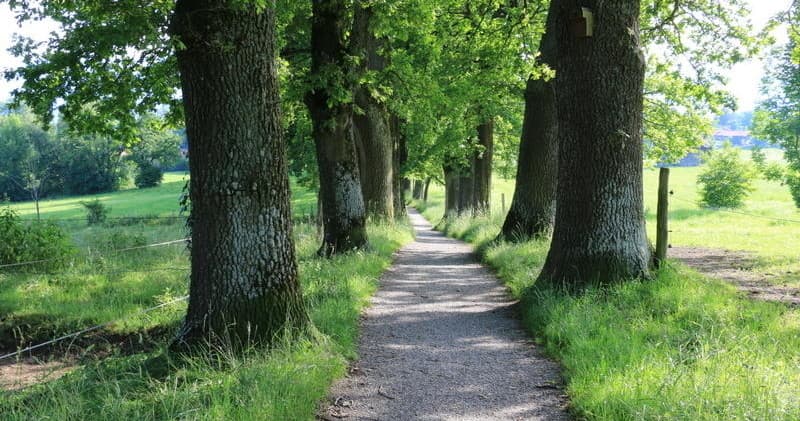 Tree-lined shaded path through park perfect for hiking