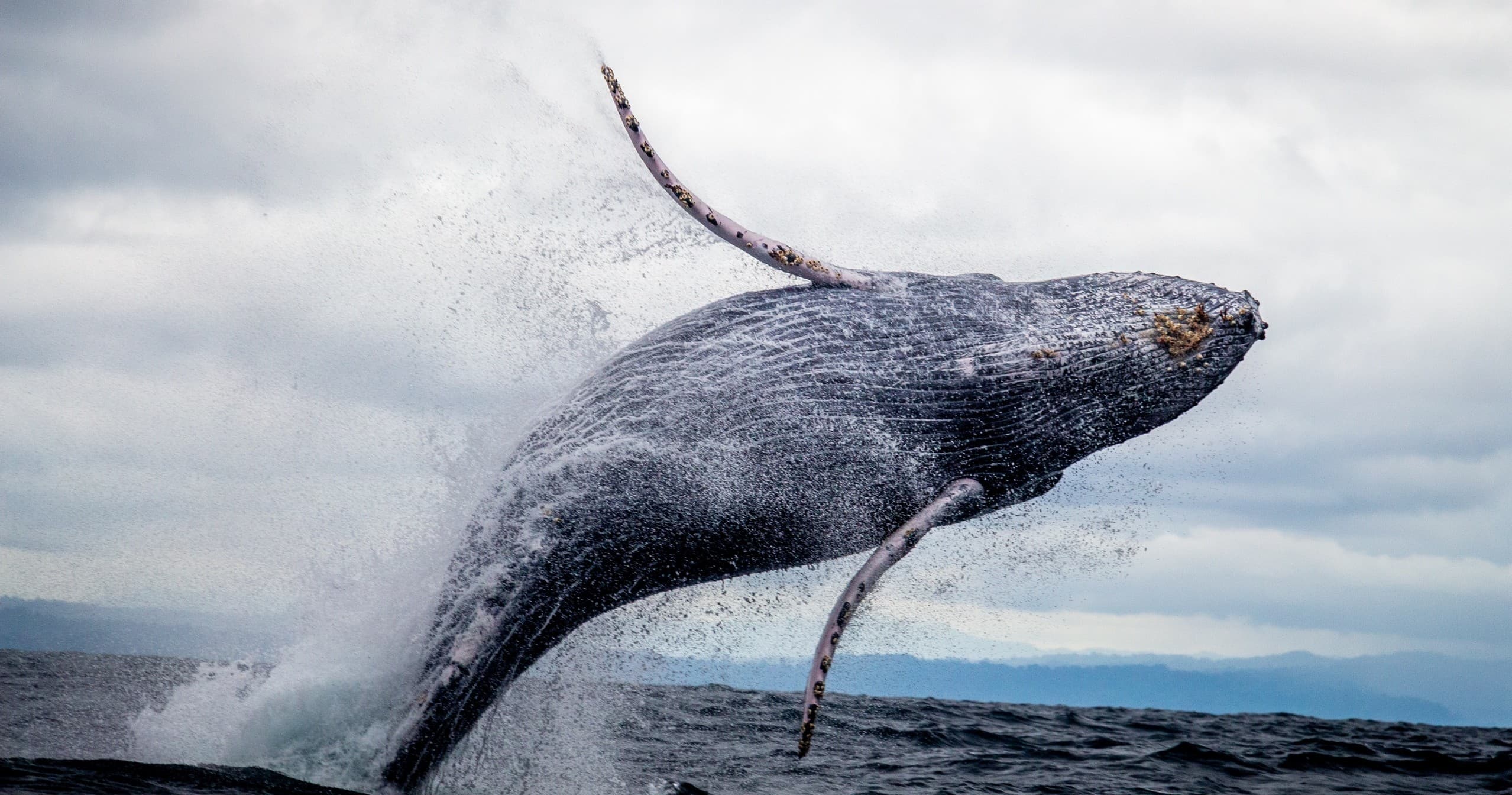 Zodiac Whale Watching with Ahous Adventures in Tofino