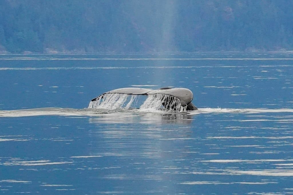 Salish Sea Exploration: Campbell River Whale and Wildlife Small-Boat Tour