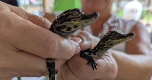 Wildlife & Family Adventures at Gatorama Hatching Festival