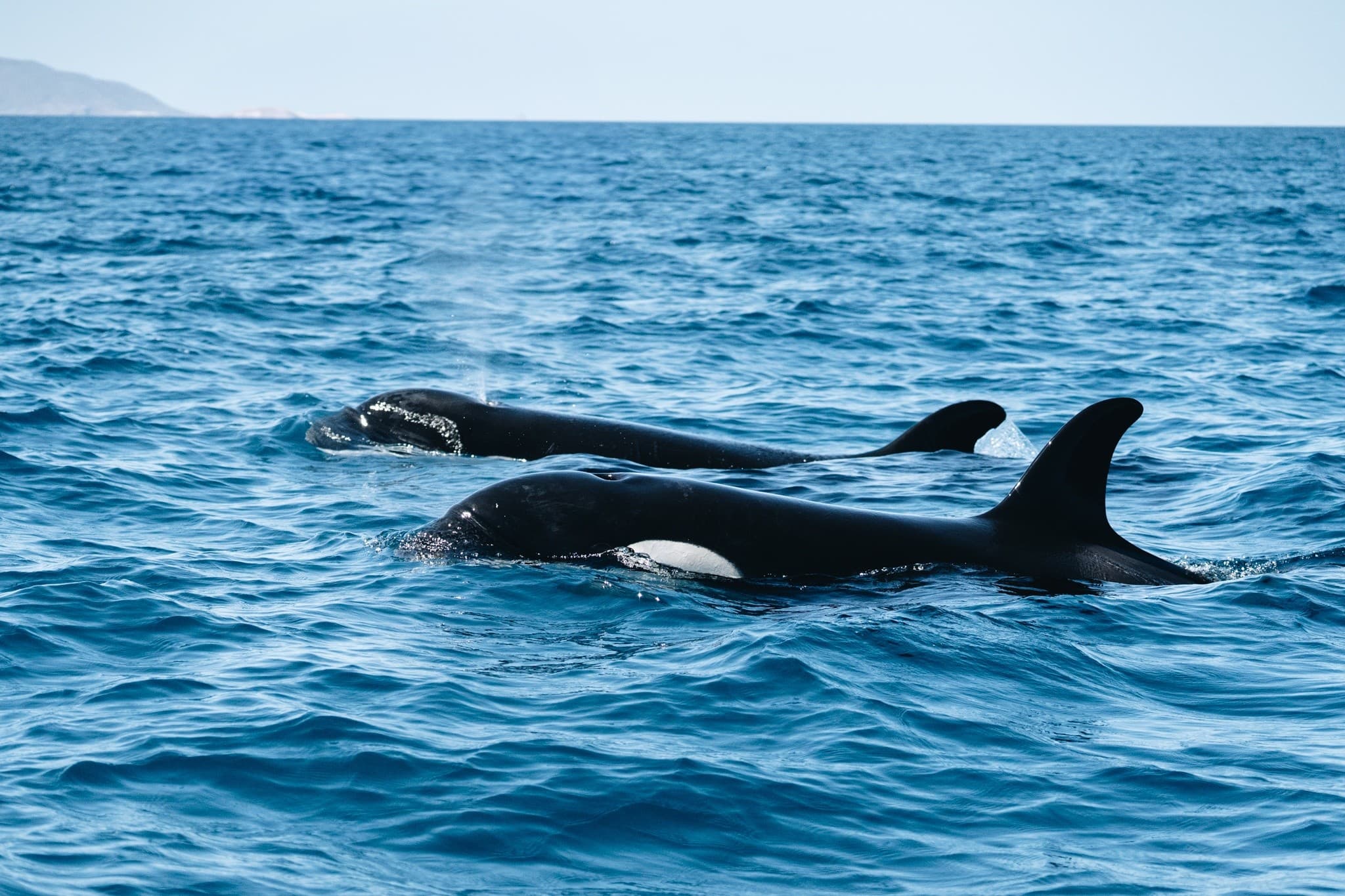 Sea Safari Norte: Snorkel Sea Lions & Dolphins in La Paz photo 1
