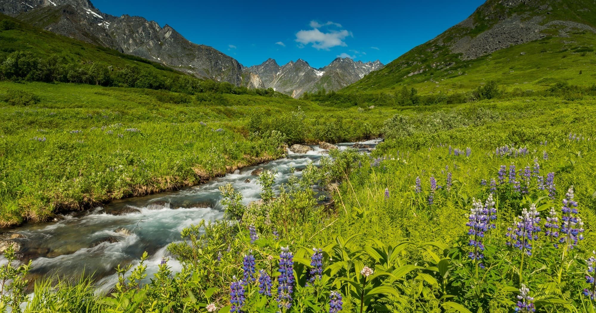 Alpine meadow with stream and wildflowers under glacier-fed peaks