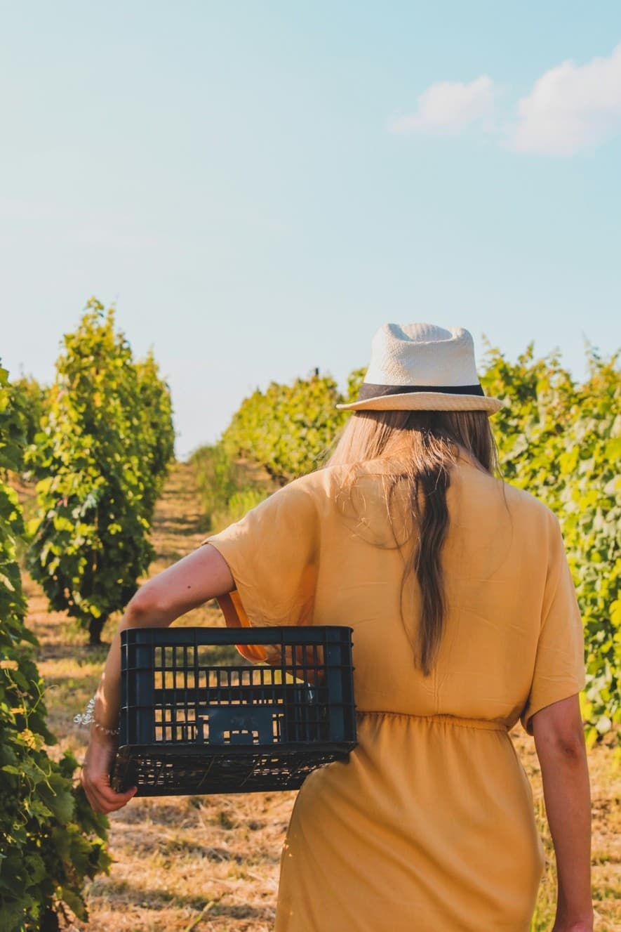 Hands-On Harvest at Quinta das Murgas: Bucelas Vindima Experience
