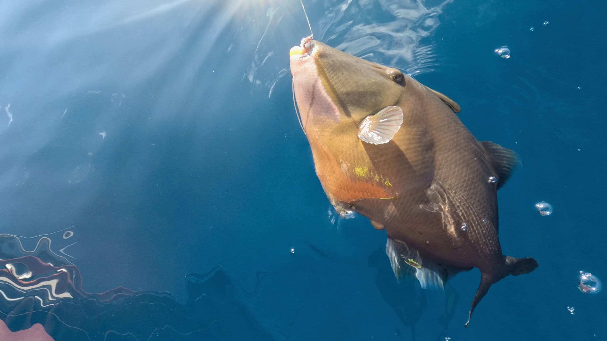 Private 2-Hour North Shore Charter with Captain Matt — Whale Watching, Fishing, Sunset photo 1