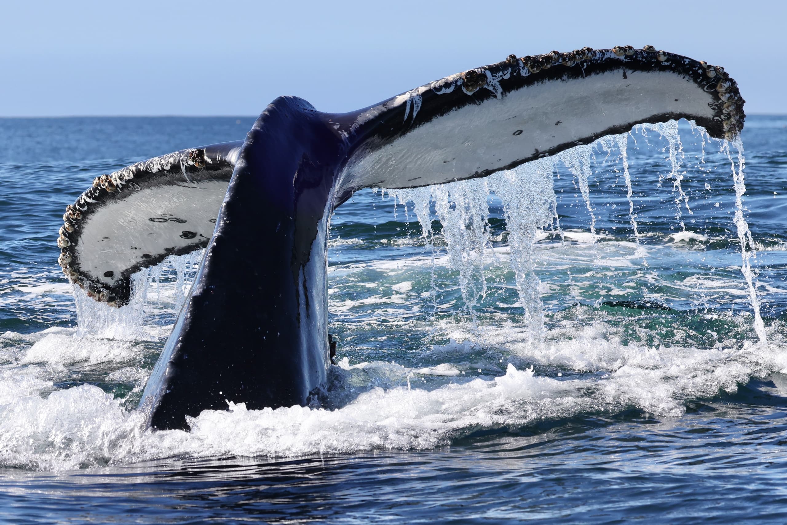 Humpback tail fluke diving into blue ocean on whale watch