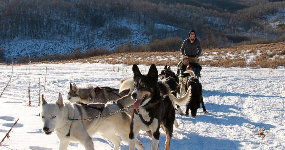 Dog Sledding in Park City with North Forty Escapes