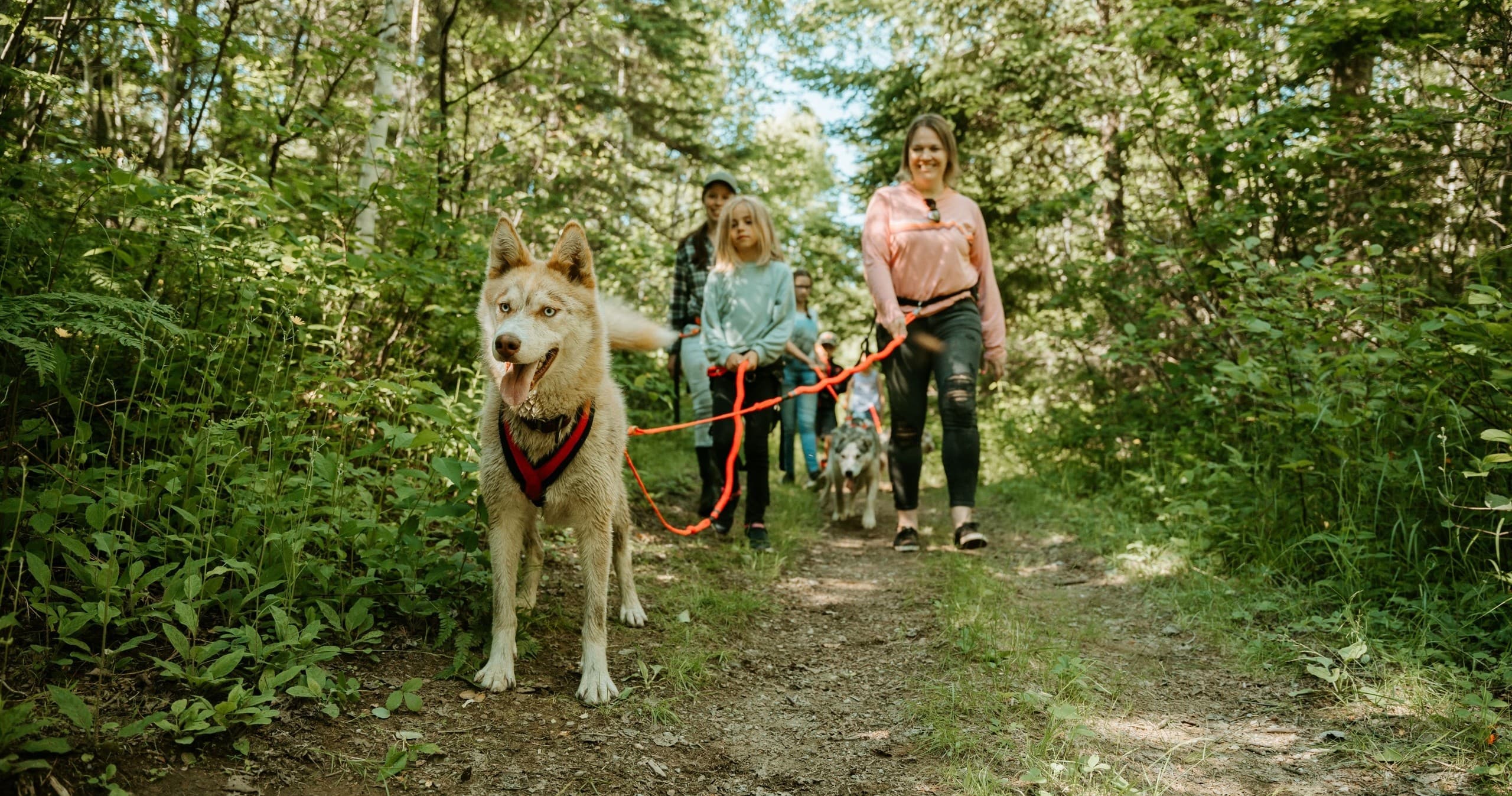 Cani-Randonnée Adventure at Chalets Villégiature & Pourvoirie Daaquam