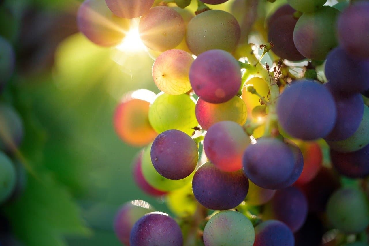 Wine & Cava Private Tour with Catalan Trails in El Talladell