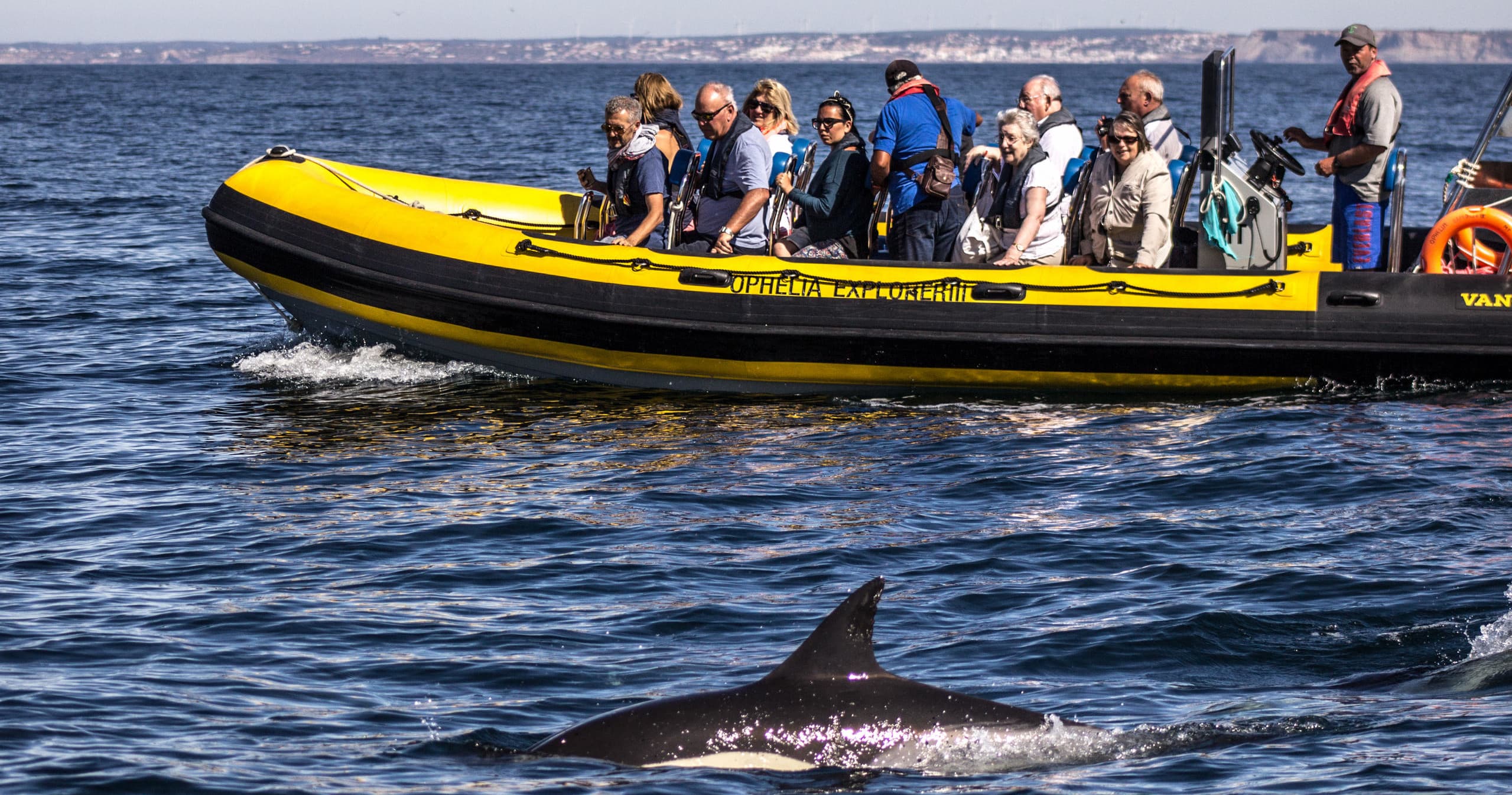 RIB wildlife tour with dolphins and whale sighting at sea