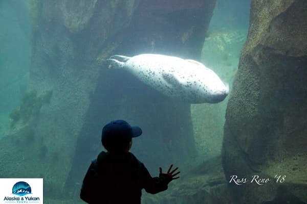 Seward Day Trip & SeaLife Center Adventure in Alaska