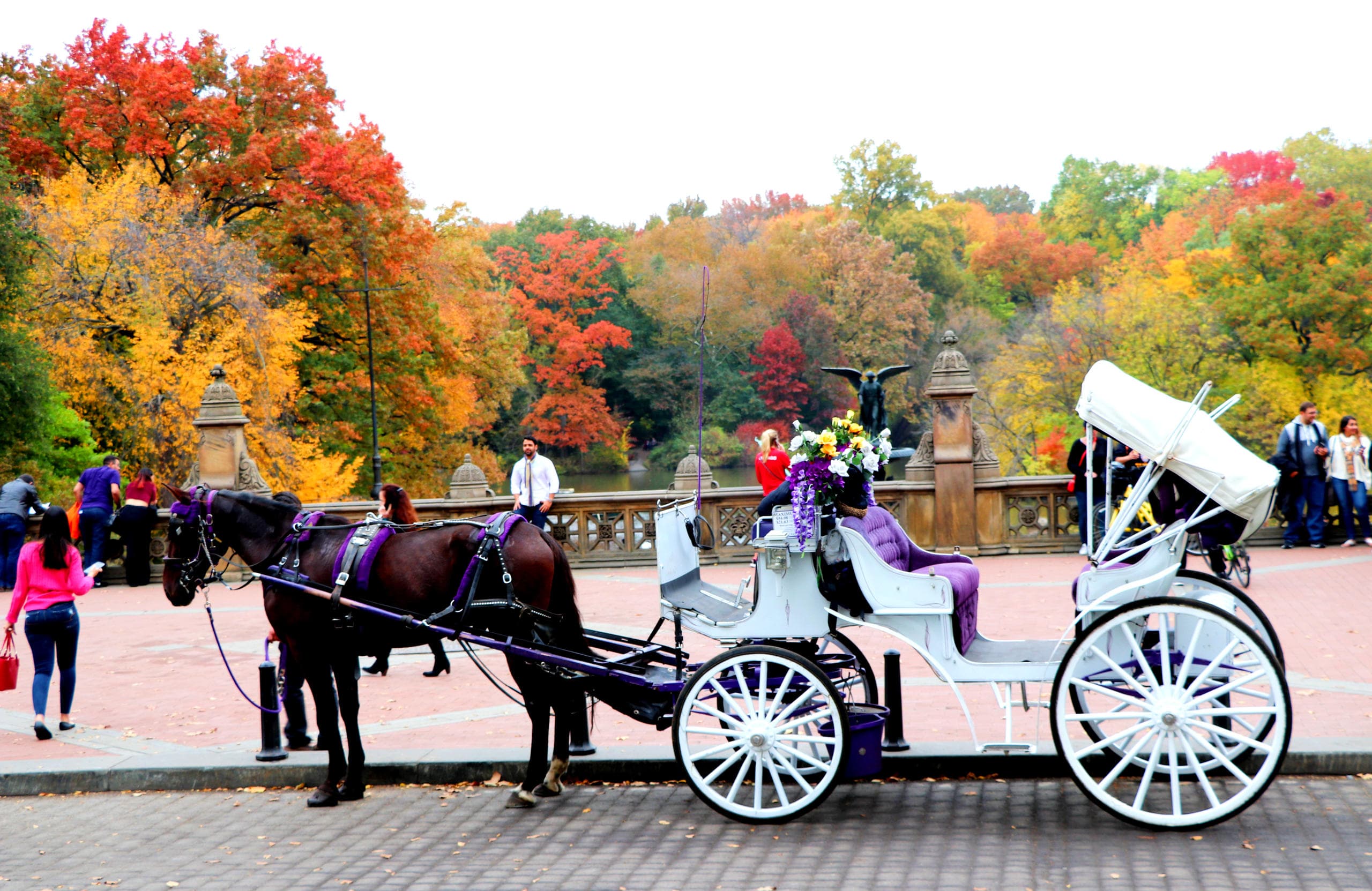 Horse-drawn carriage parked among autumn trees in Central Park