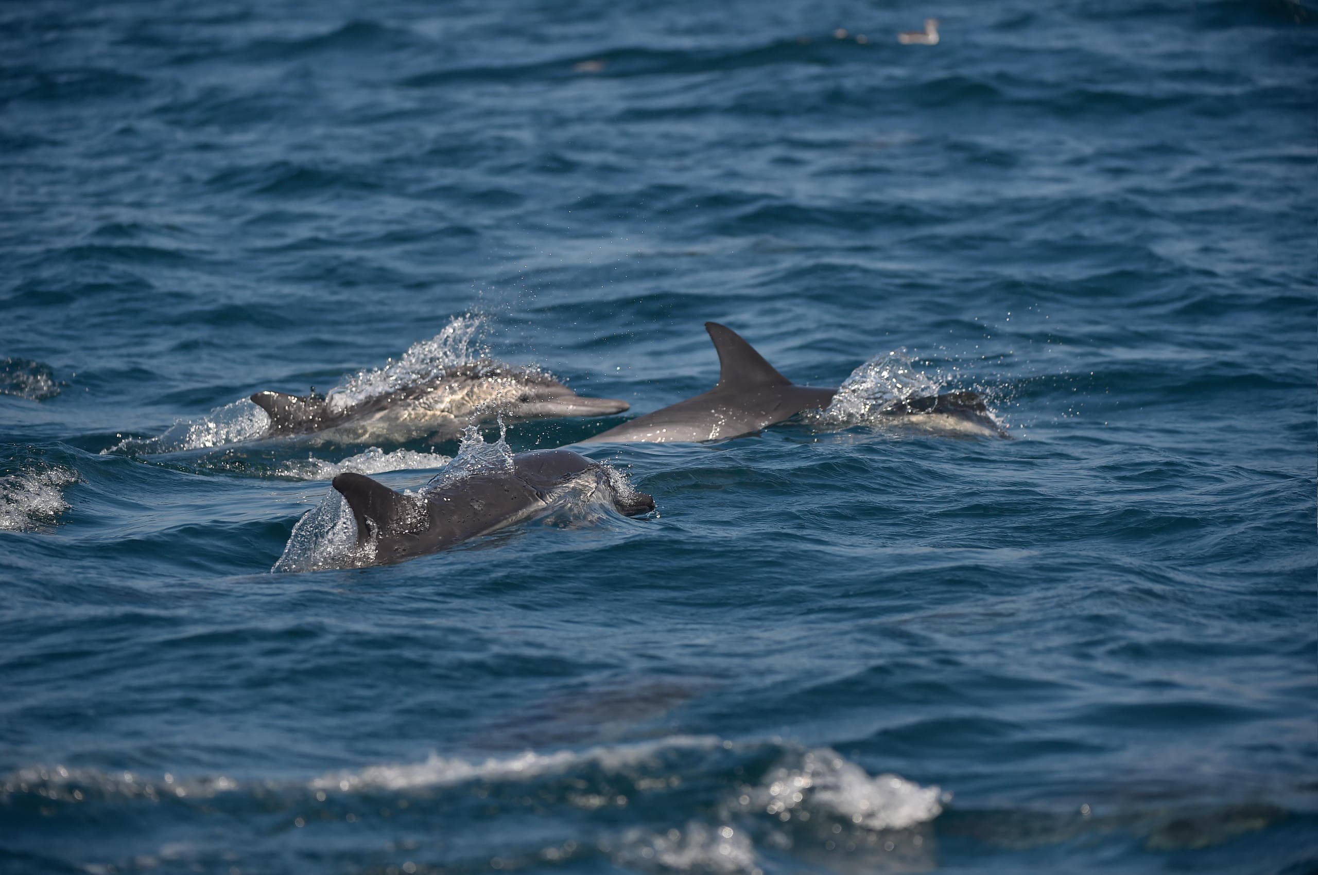Sunset Dolphin Cruise on Hilton Head Island: An Intimate Maritime Adventure photo 1