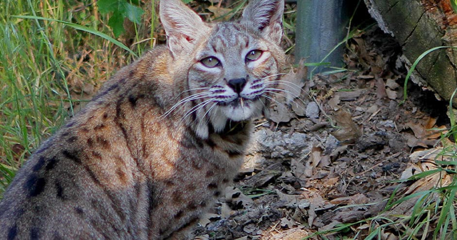 Bobcat resting among grasses at outdoor wildlife ranch