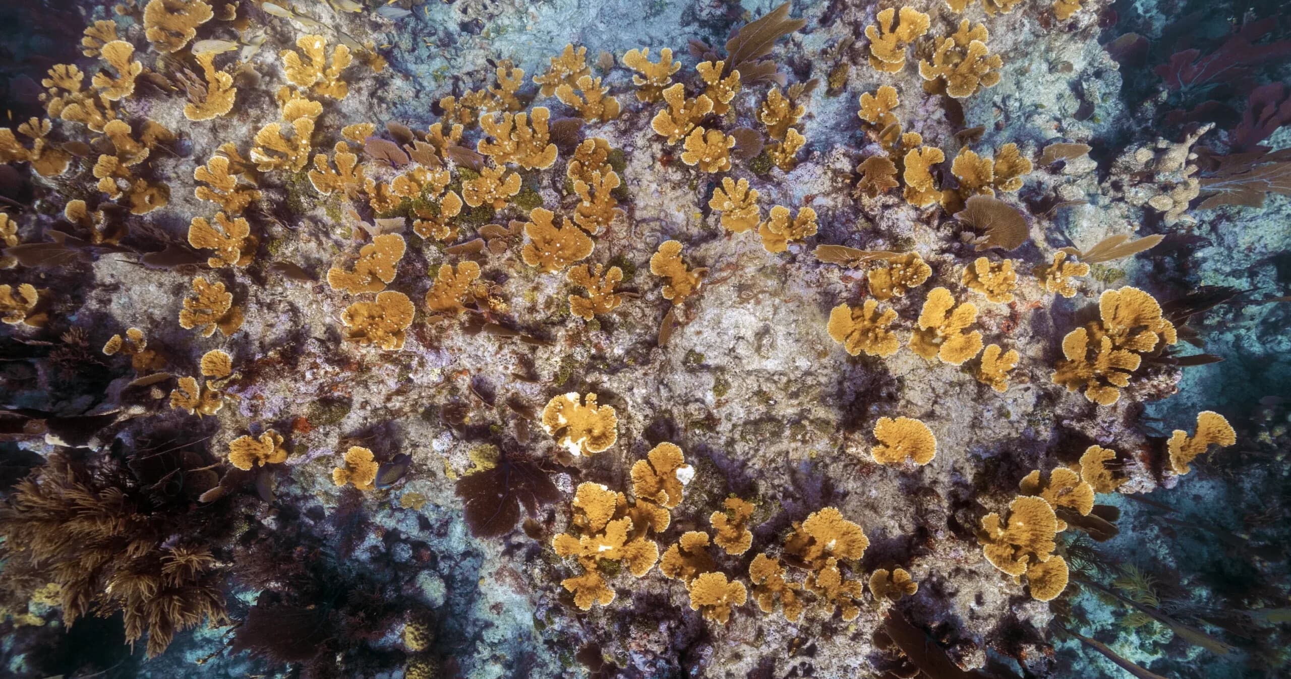 Hands-On Coral Restoration Dives in Tavernier: Full-Day Reef Conservation Experience