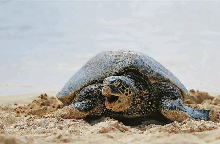 Green sea turtle resting on sandy Hawaiian beach near shoreline