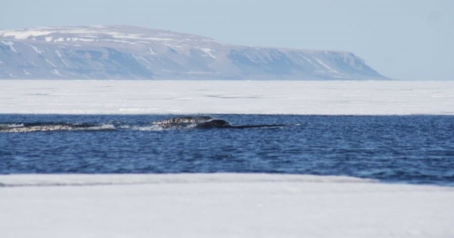 Boat tour through Arctic sea ice with coastal cliffs view