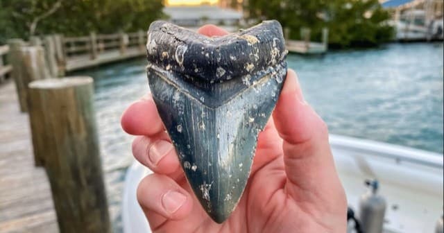 Wildlife & Watercraft: Shark Tooth Island Adventure with Dolphin Discoveries