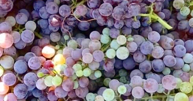 Mantineia Wine Tour with Greece by the Glass
