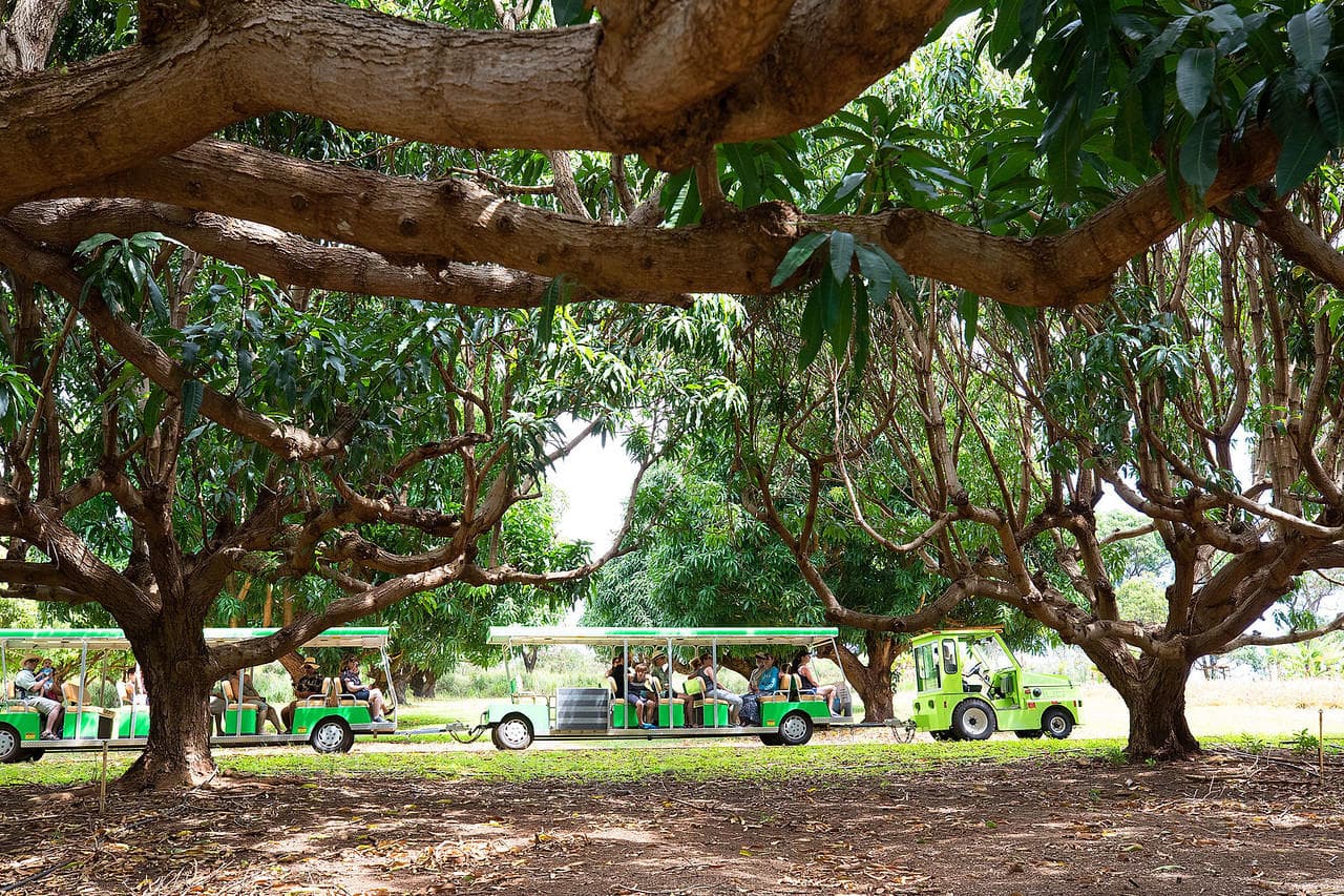 Shaded orchard lanes with tour tram at Maui Tropical Plantation