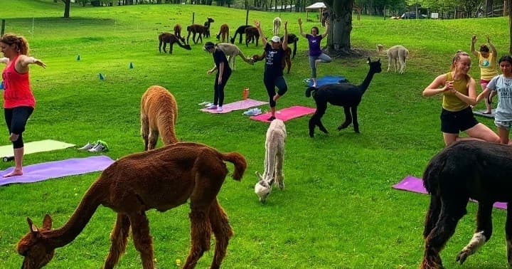 Alpaca yoga on grassy farm lawn with people and alpacas